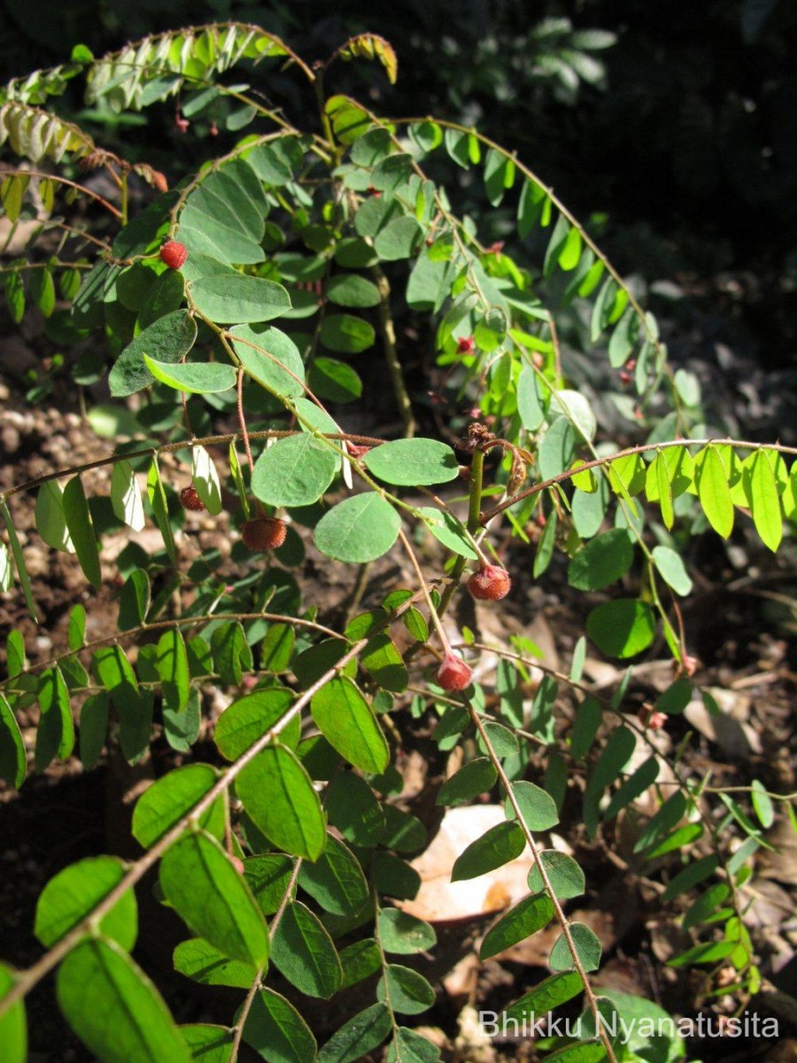 Phyllanthus cinereus Müll.Arg.